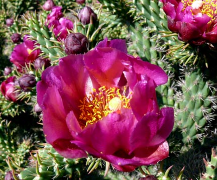 opuntia_prolifera2