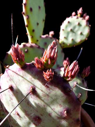 opuntia_violacea_buds