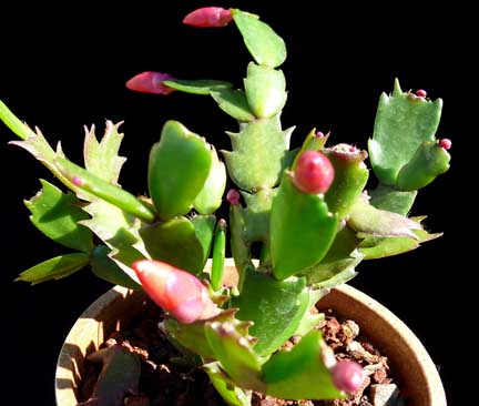 schlumbergera_orssichiana_christmas_cactus