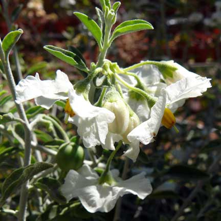 solanum_umbelliferum_spring_frost