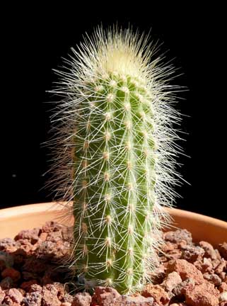 weberbauerocereus_winterianus