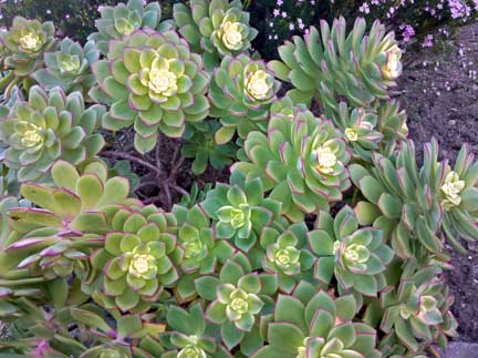 aeonium_tricolor