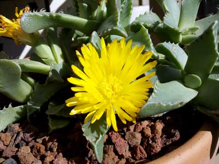 faucaria_felina