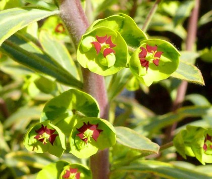 euphorbia_ascot_rainbow