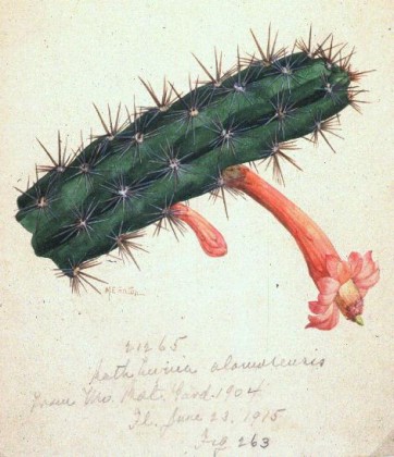 rathbunia_alamosensis
