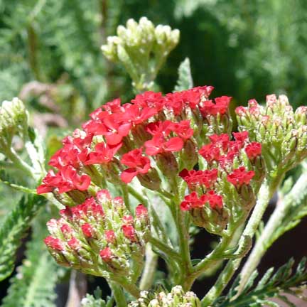 achillea_paprika3
