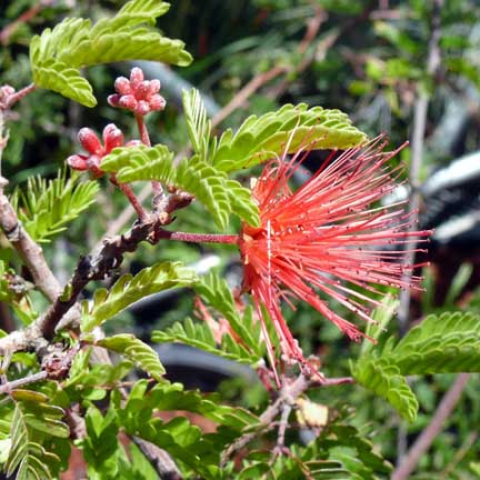 calliandra_californica