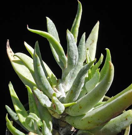 cotyledon orbiculata v. oblonga