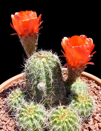 echinopsis_huascha6