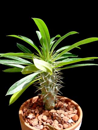 pachypodium_lamerei5