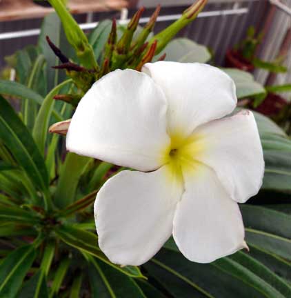 pachypodium_lamerei_bloom
