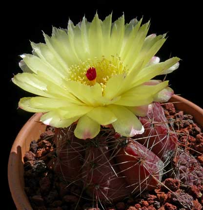 parodia_ottonis5