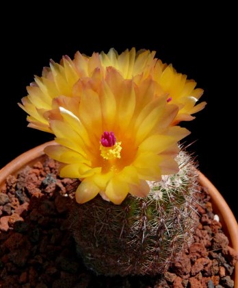 parodia_rutilans_roseiflora2