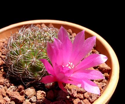 rebutia_mentosa2