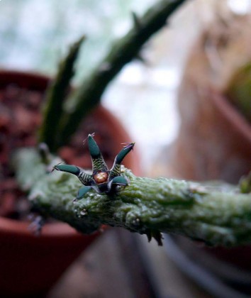 rhytidocaulon_macrolobum2