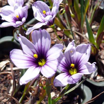 sisyrinchium_bellum_blue_eyed_grass3
