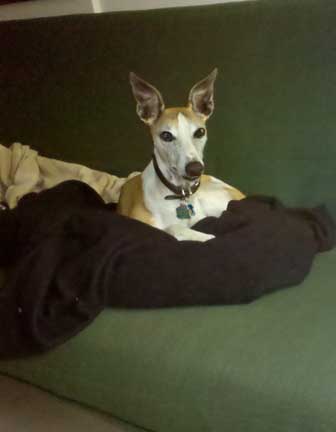 whippet3