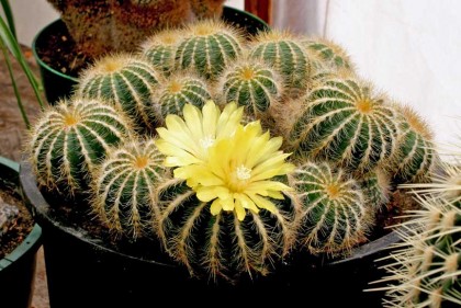 Parodia_magnifica
