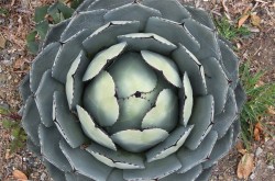 agave_parryi