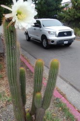 echinopsis_thelegenoides