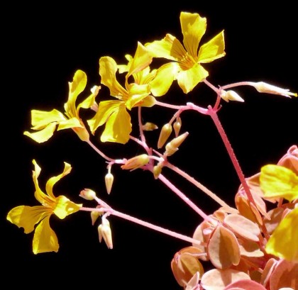 oxalis_vulcanicola3