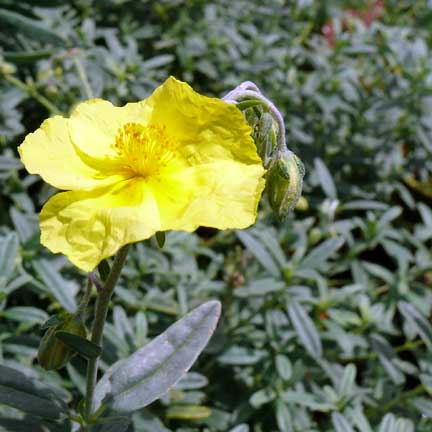 helianthemum_wisley_primrose