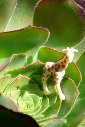 giraffe4
