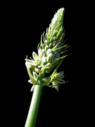 Ornithogalum caudatum Pregnant Onion