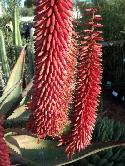 2011-12-23_15-28-53_4.jpg image