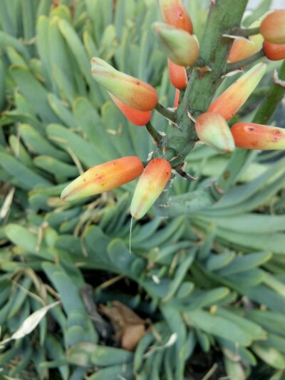 2011-12-25_09-19-35_243.jpg image