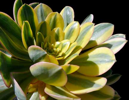 aeonium_decorum_sunburst4