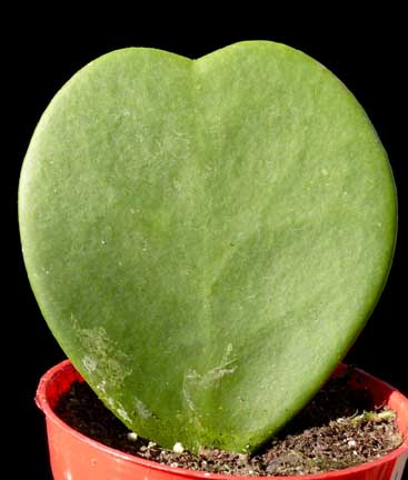 hoya kerrii