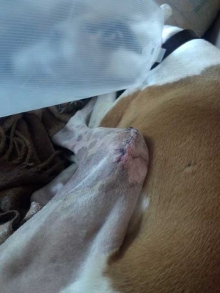 whippet_stitches