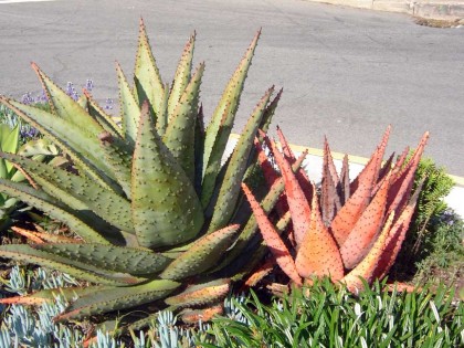 agave_marlothii