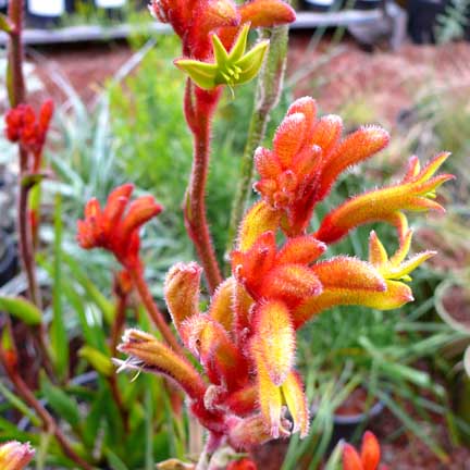 anigozanthos_bush_tango