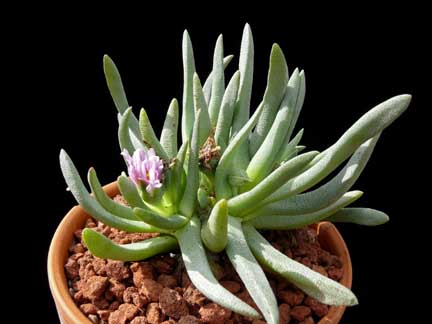 ebracteola_wilmaniae