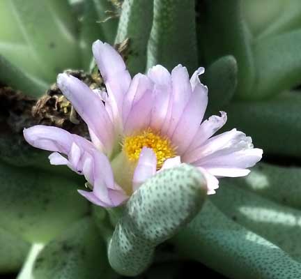 ebracteola_wilmaniae_bloom