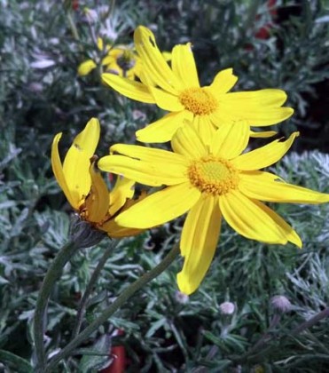 eriophyllum_lanatum_siskiyou