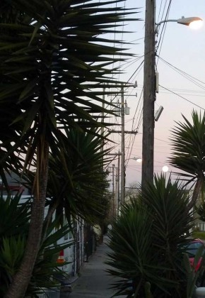 yucca_moon