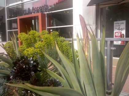 Agave bloom at the Mall