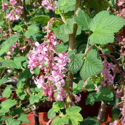 ribes_spring_showers