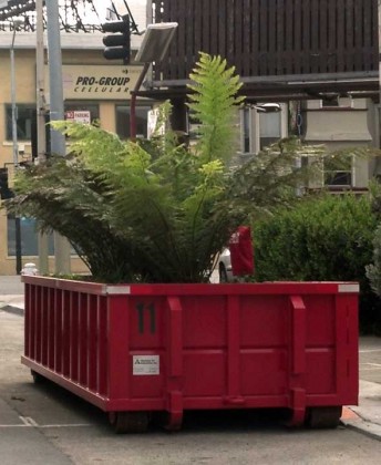 tree fern san francisco