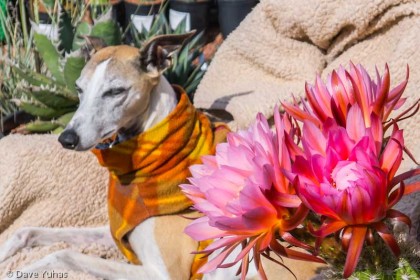 benjamin and flowers
