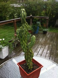 Cactus 1