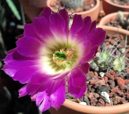 echinocereus_pentalophus_bloom3