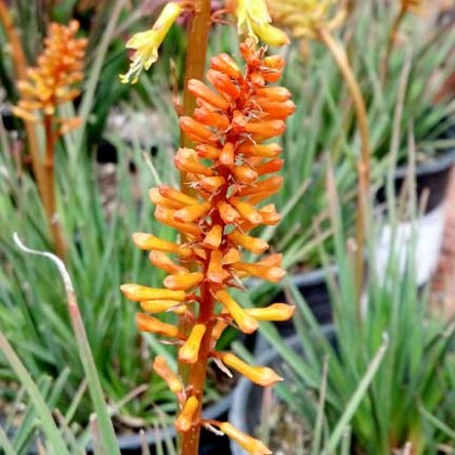 kniphofia_alcazar