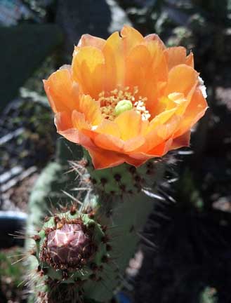 opuntia_tuna-blanca4