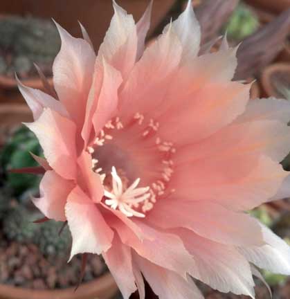 echinopsis_eyriesii3