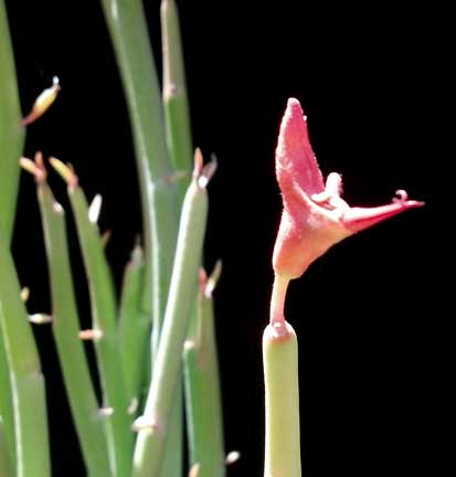 pedilanthus_macrocarpus2