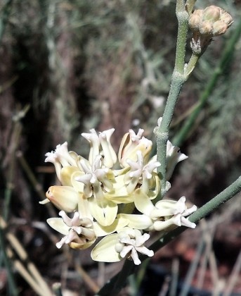 asclepias_subulata2